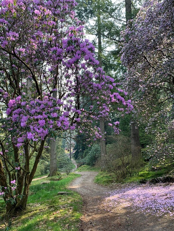rhododendrons at Benmore Botanic Gardens