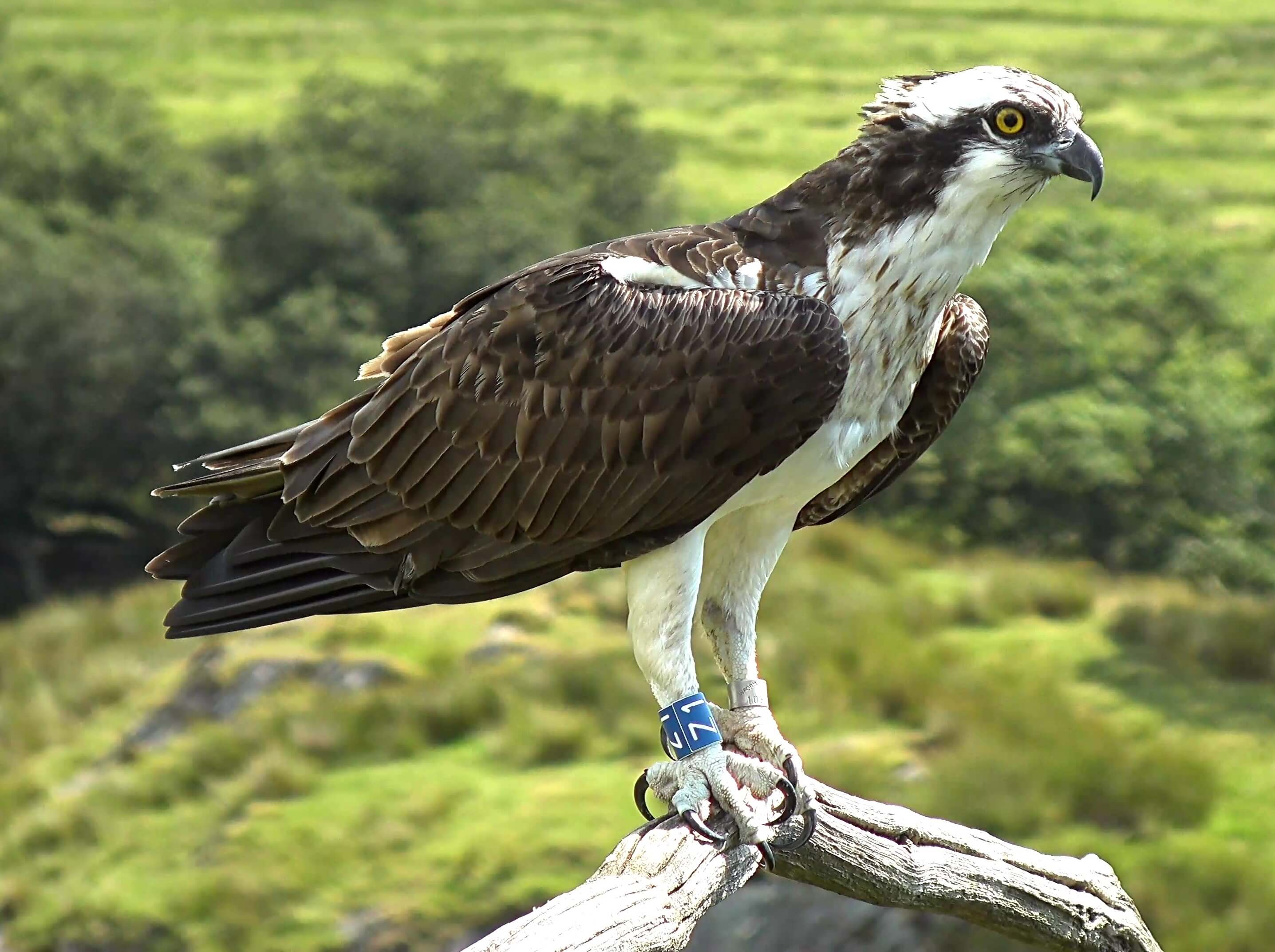 Threave Castle Ospreys
